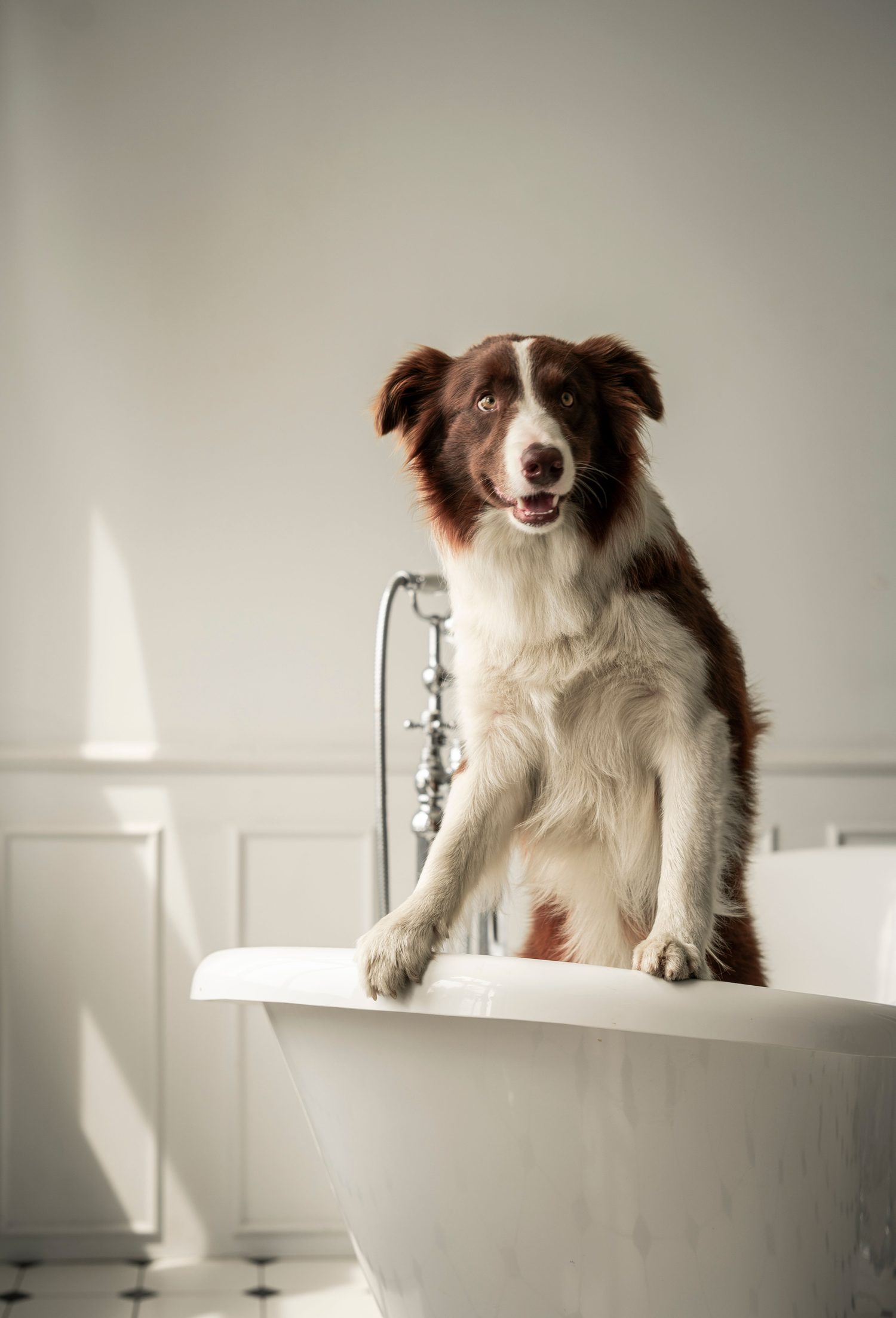 Perro apoyado en el borde de la bañera durante su lavado