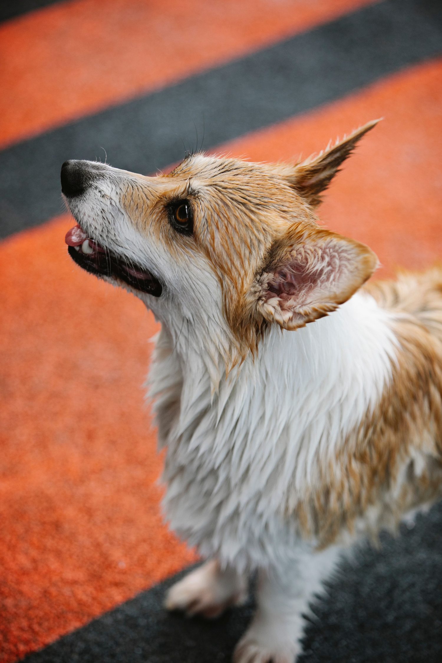 Perro recién lavado sacudiéndose