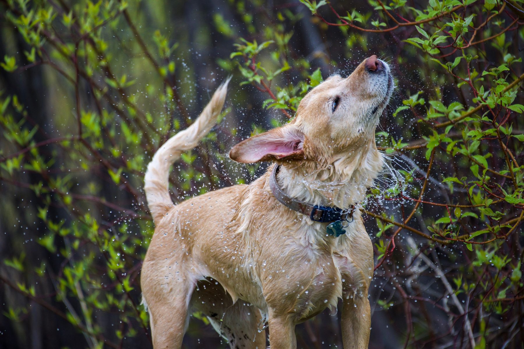 Perro sacudiéndose el agua tras el lavado