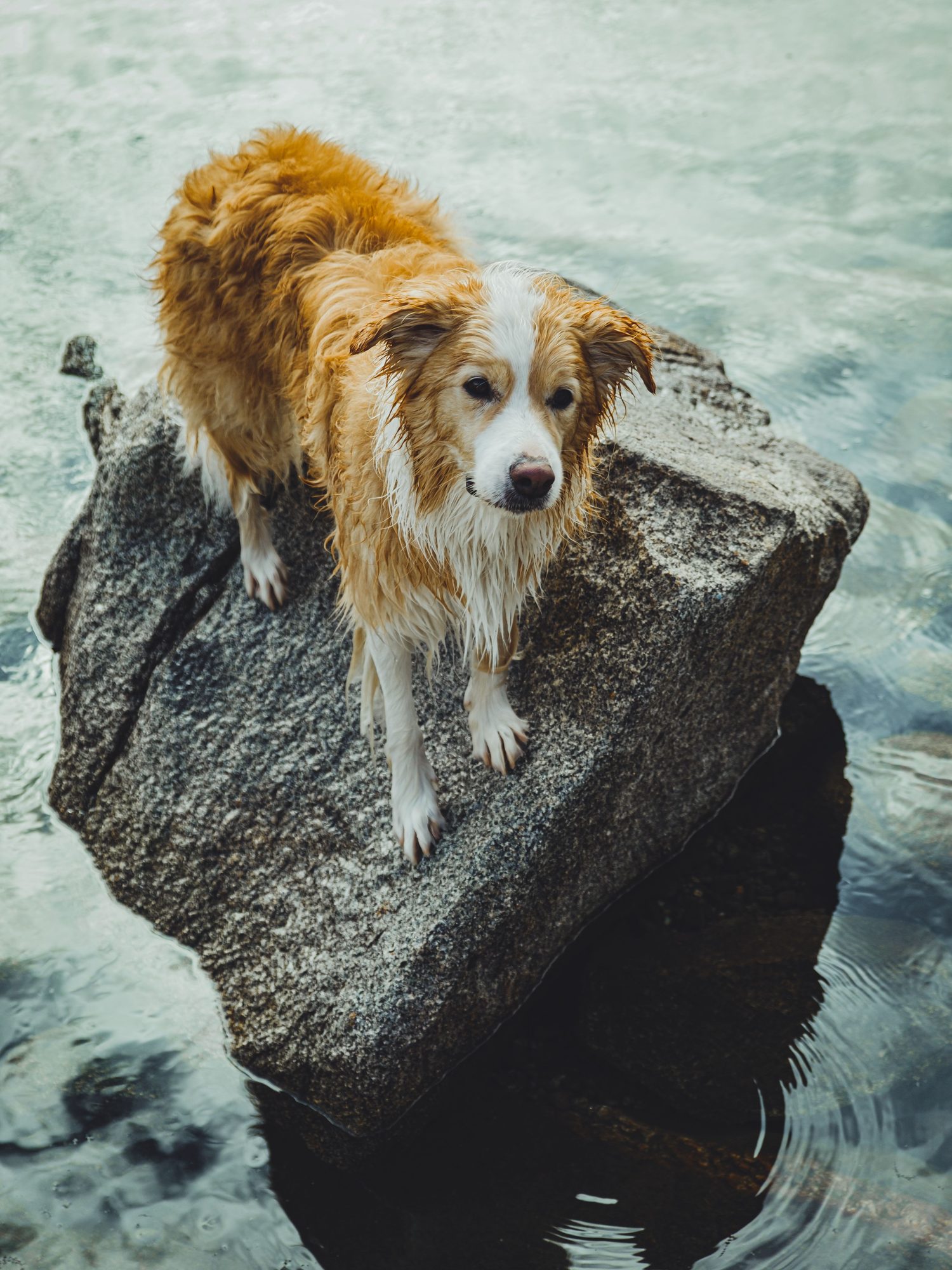 Perro mojado sobre una roca mirando a cámara
